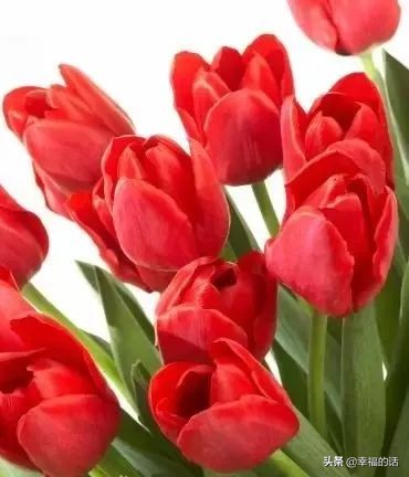 6月到了，送你6花6蝶6鸟6景6曲6诗，这月顺顺利利。