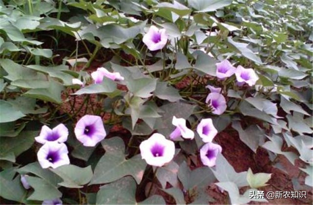 紫薯种植技术三大忌,紫薯夏季可以种植吗