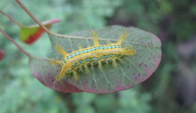 毛毛虫可以直接踩死嘛,什么样的毛毛虫必须踩死