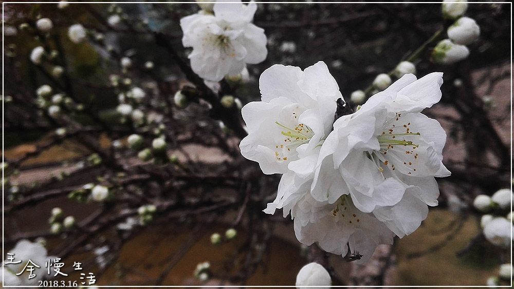 灏忓纰х帀璇楀彞,娓呯鍙汉灏忓纰х帀