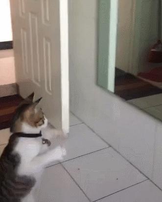 狸花猫在国外真的很少见吗,一只狸花猫的价格