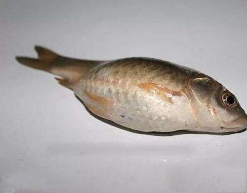 鱼长寄生虫可以钓鱼吗,野钓的鱼有寄生虫吗