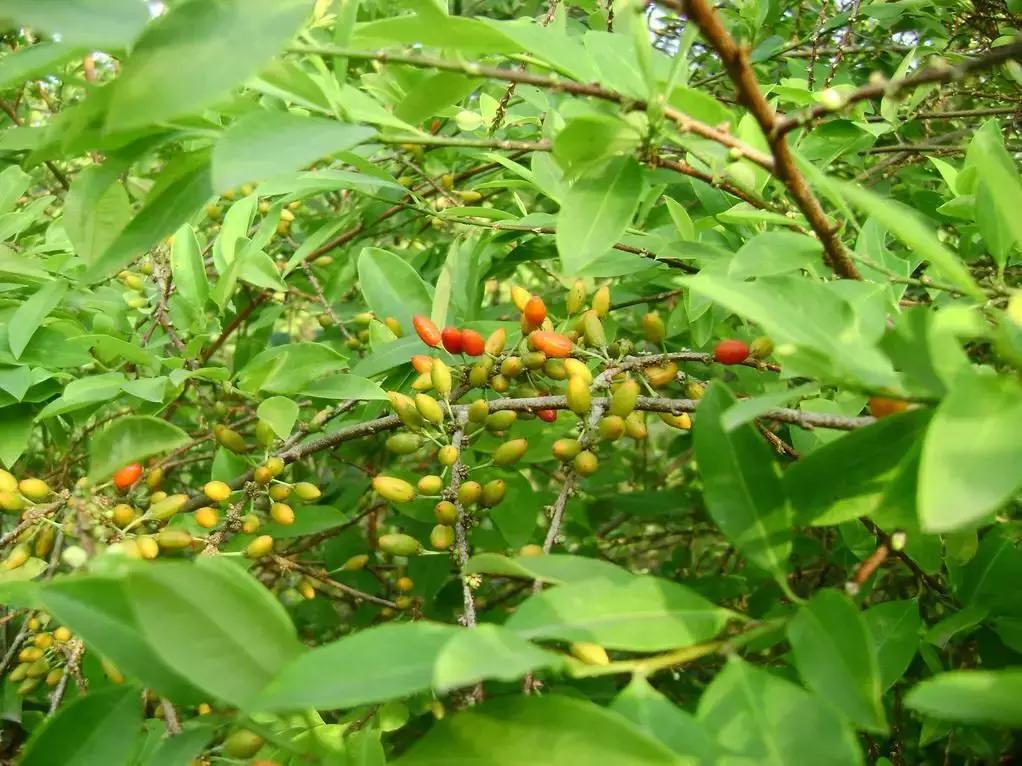 离天堂很远的墨西哥,离天堂太远美国太近谁说的