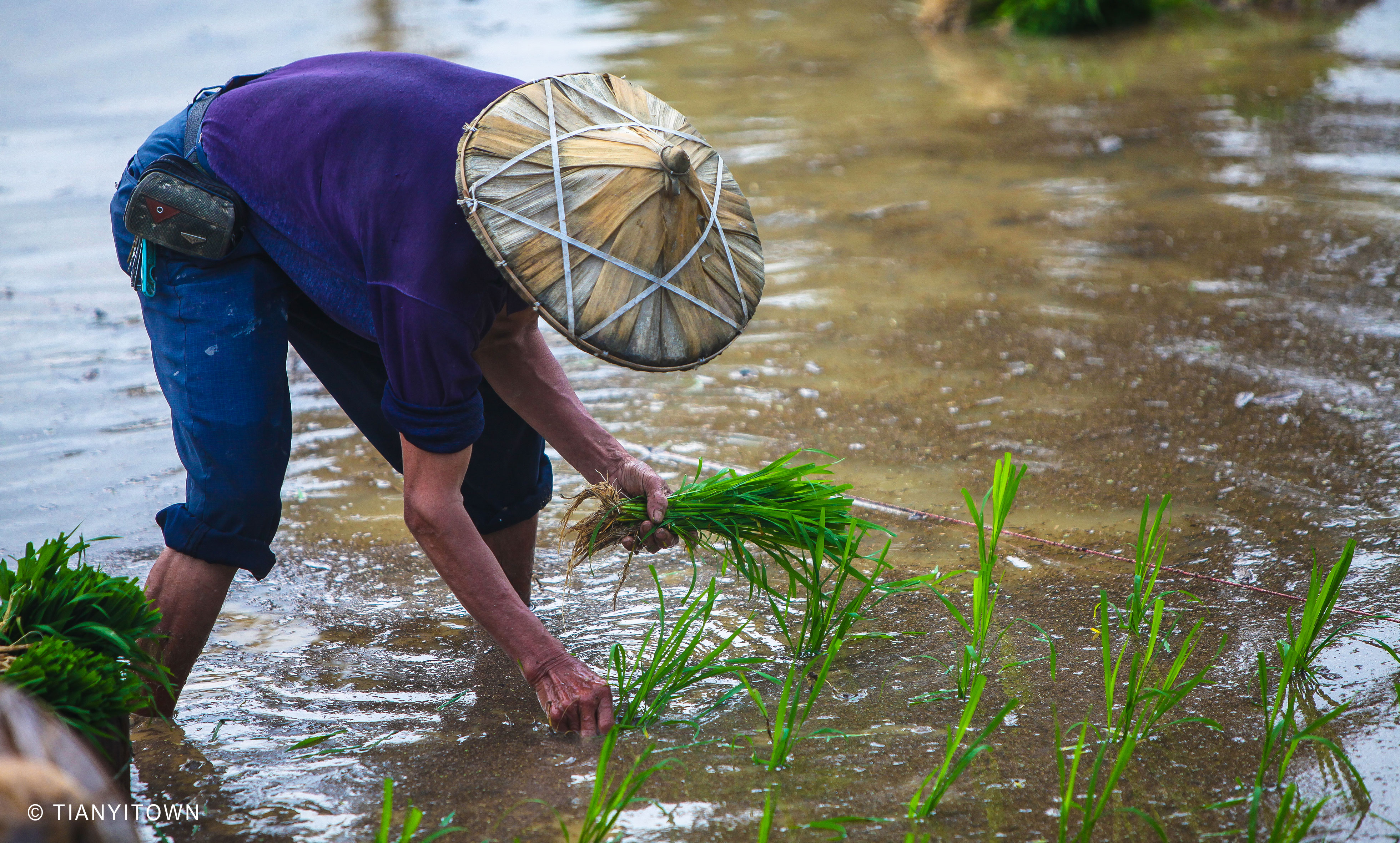 芒种时节播种幸福,芒种一个收获的时节