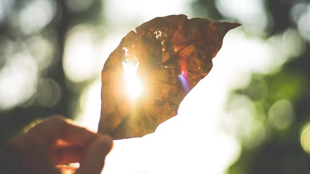 刘力红五行针法完整视频,刘力红五行针