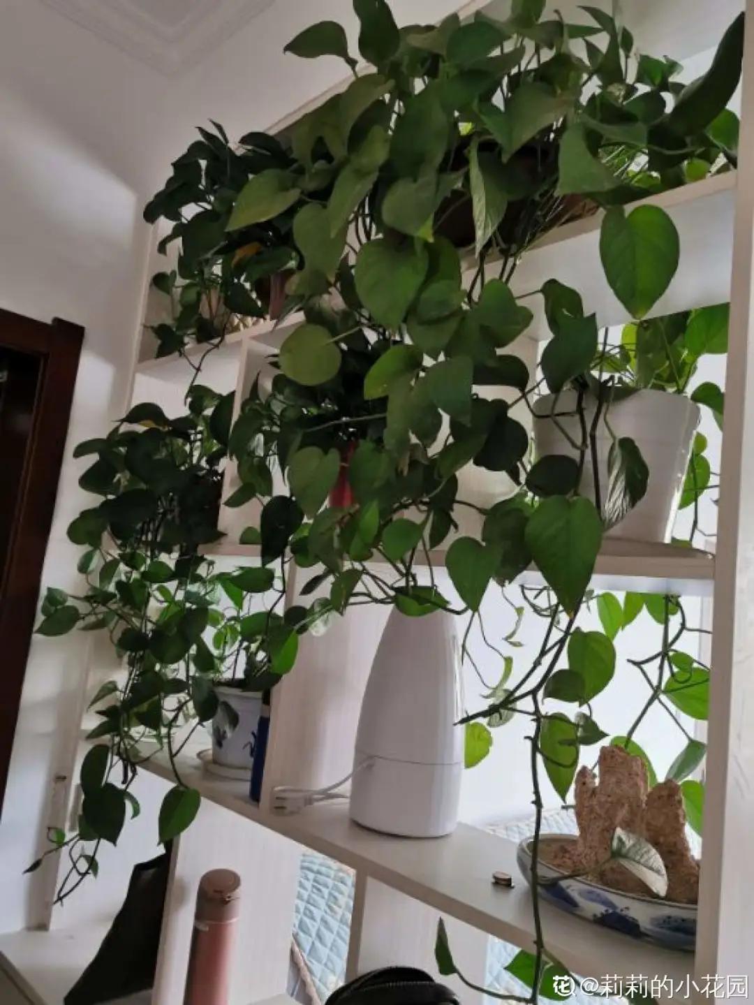 养花土的管理,土培养花怎么养才不会爆盆