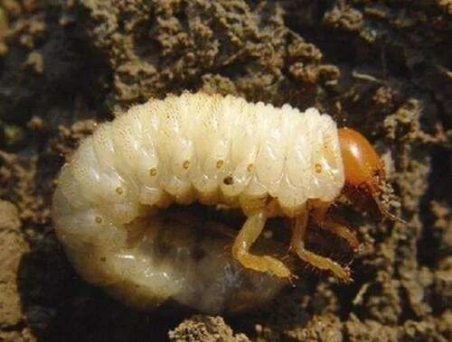 马铃薯常见病虫害及防治方法,马铃薯病虫害诊断与防治论文