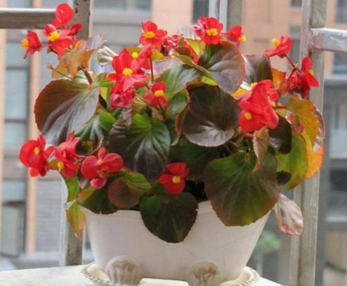 哪些生活垃圾可以作为花卉肥料,养花6种垃圾不可扔