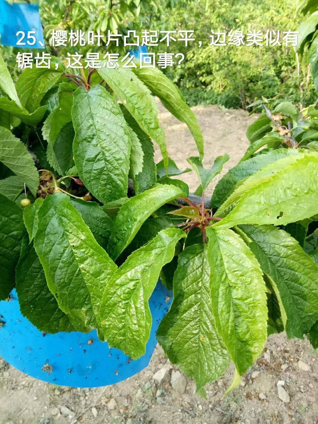 今年栽的樱桃树苗受涝怎么办,樱桃树苗上爬蚂蚁怎么办