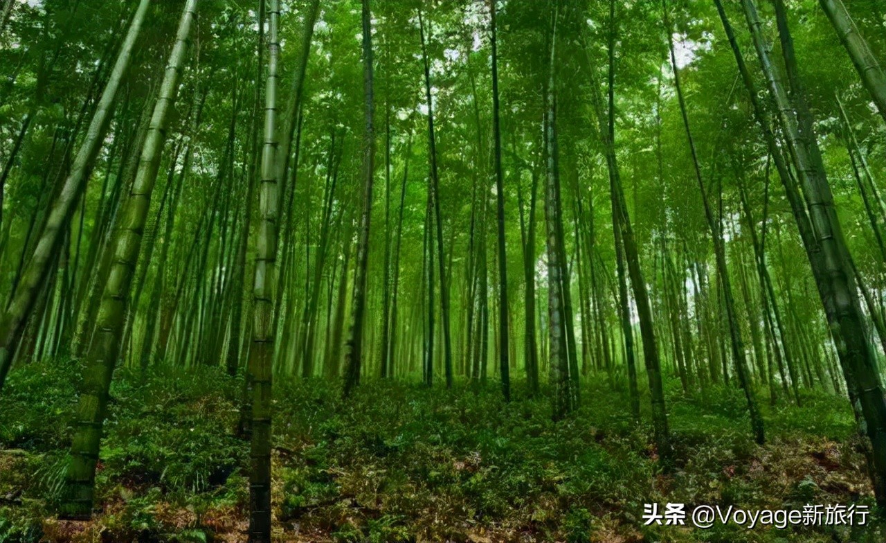 你是我的荣耀齁甜,你是我的荣耀结局甜吗