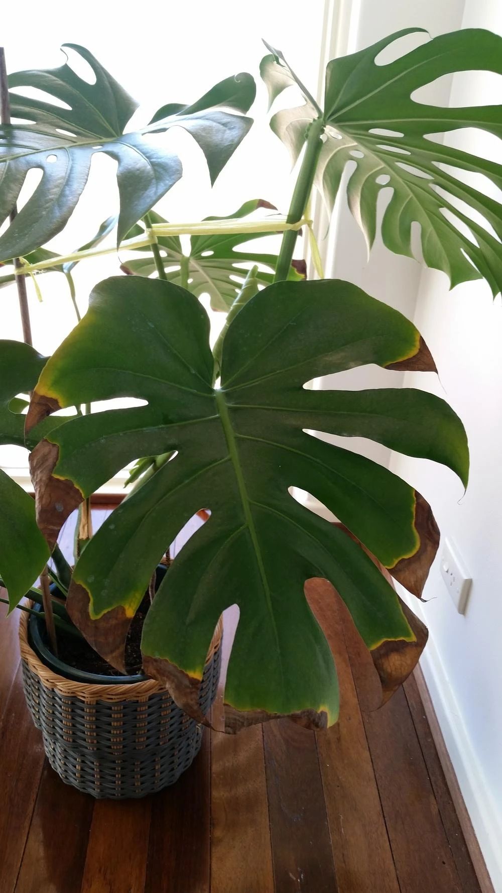 水培龟背竹黄叶后怎么处理干净,龟背竹黄叶怎么补救最佳方法