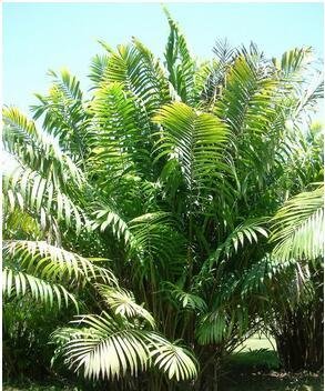 听月光下的凤尾竹你能感受到什么,月光下的凤尾竹律动