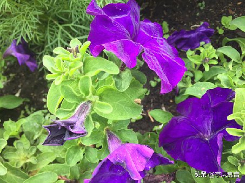 心情语录人生感悟句子短句,心情语录人生感悟简短语句