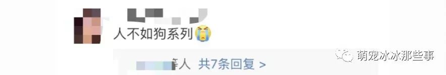 最壕狗窝!主人花3万5为爱宠造了个别墅,泳池和阳光房全都有