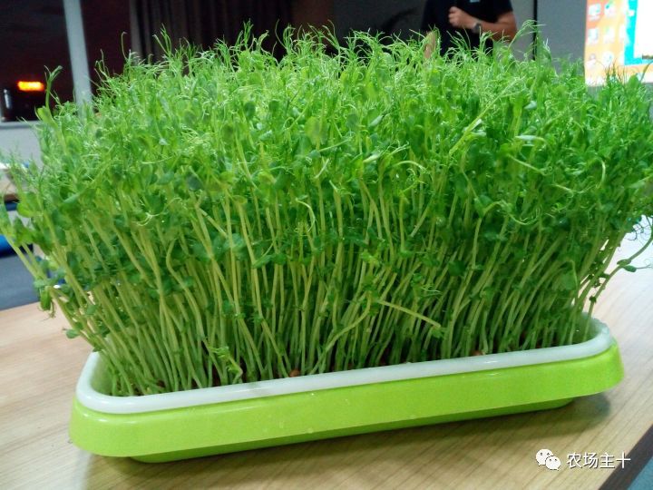 传统方法种菜也能致富的方法,纸上种菜怎么赚钱