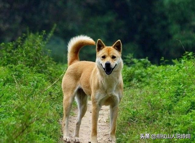 土狗尾巴朝上好不好,土狗尾巴向右卷有什么说法