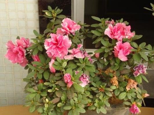 被晒伤了怎么紧急修复,被晒伤的植物如何处理