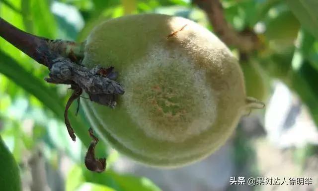 大量裂果怎么办,果子底部裂果什么原因