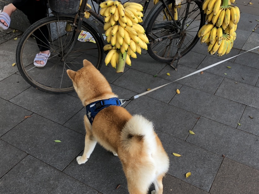 昨日广州疫情防控最新信息,广州市新冠肺炎防控第35号通告