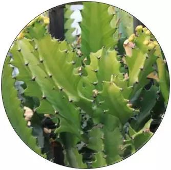 全部金木水火土五行五系植物介绍,五种植物代表五行