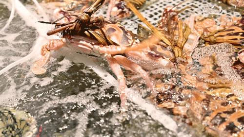 4000m²「平价海鲜」，还藏了个老广早茶，鸡煲、羊肉、虾蟹