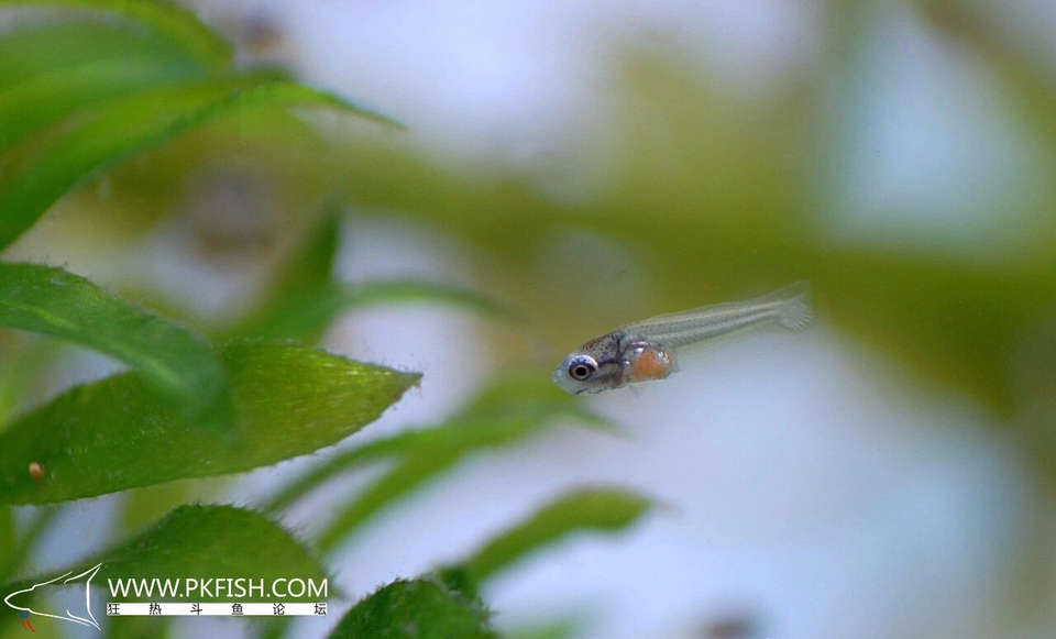 中国斗鱼繁殖直播教程视频,繁殖中国斗鱼要多大的鱼缸