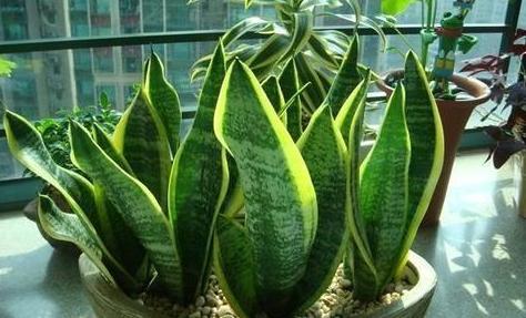 盆栽土越多越好吗,盆栽里面的土太实了怎么办