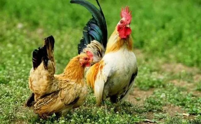 鸡嗉囊肿大很软怎么回事,鸡嗉囊胀气怎么治疗