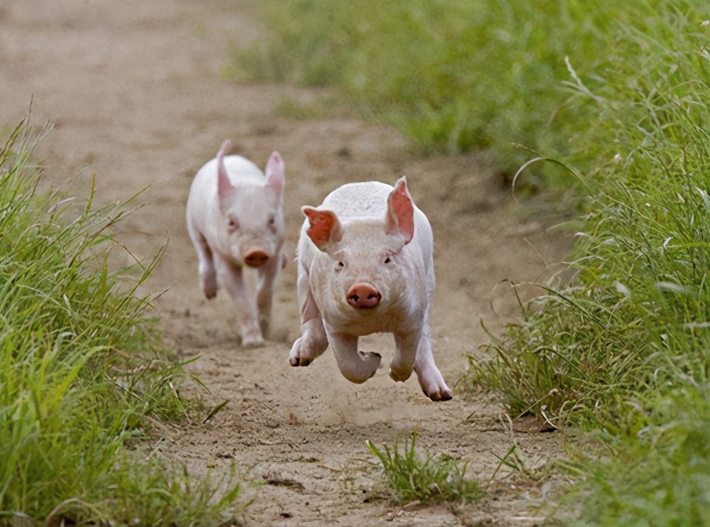 猪不同阶段都需要什么,为什么猪能活到现在