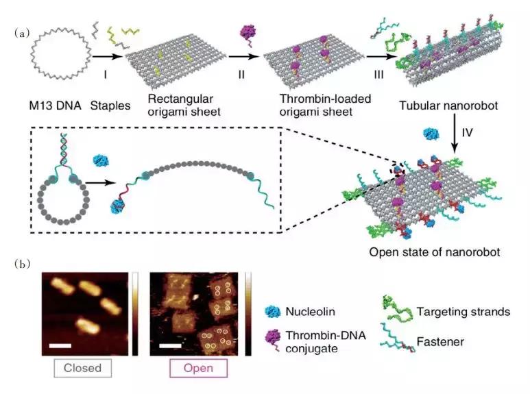 纳米技术治疗癌症优势和弊端,纳米技术在癌症诊断中的应用论文