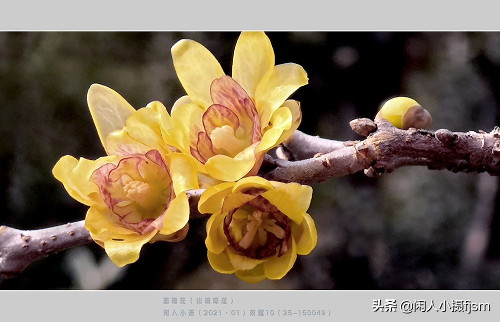 如何拍出腊梅摄影作品图片,腊梅手机摄影技巧