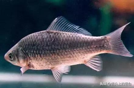 鱼的食用方法和禁忌,鱼忌和什么一起吃