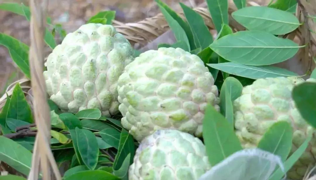 当丰收节遇上中秋节,当中秋节遇上教师节美食