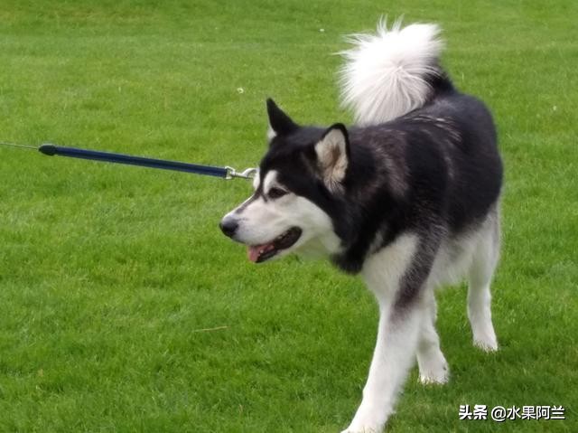 国际出行攻略,新西兰旅游攻略租车