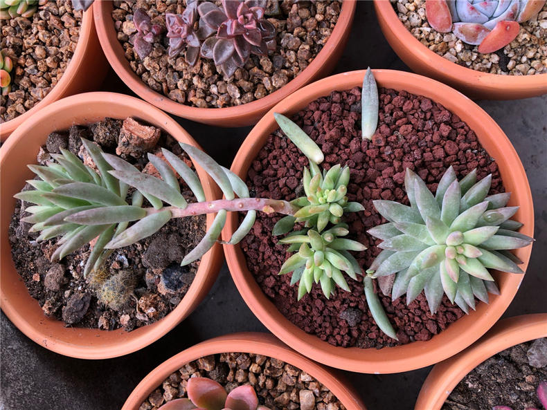 养多肉千佛手,注意三个关键点,长势大好