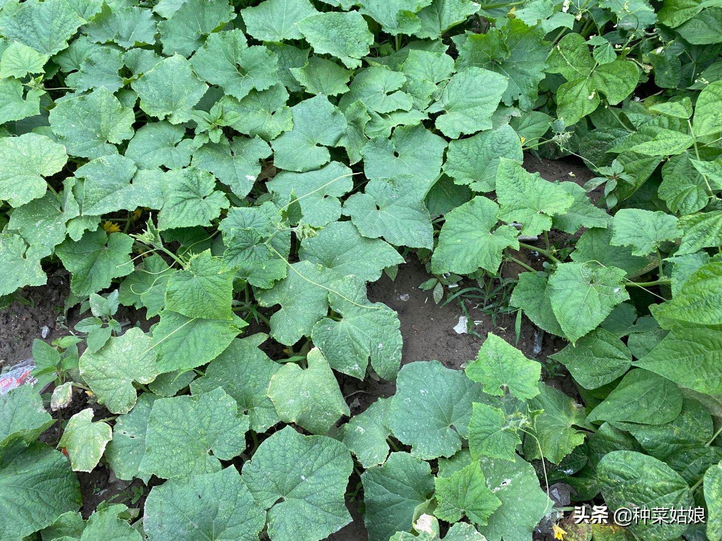 雨季种植大棚蔬菜要点,雨季种的蔬菜老是死怎么办