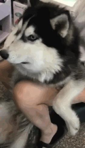 二哈碰到蜜蜂视频,被蜜蜂叮到二哈