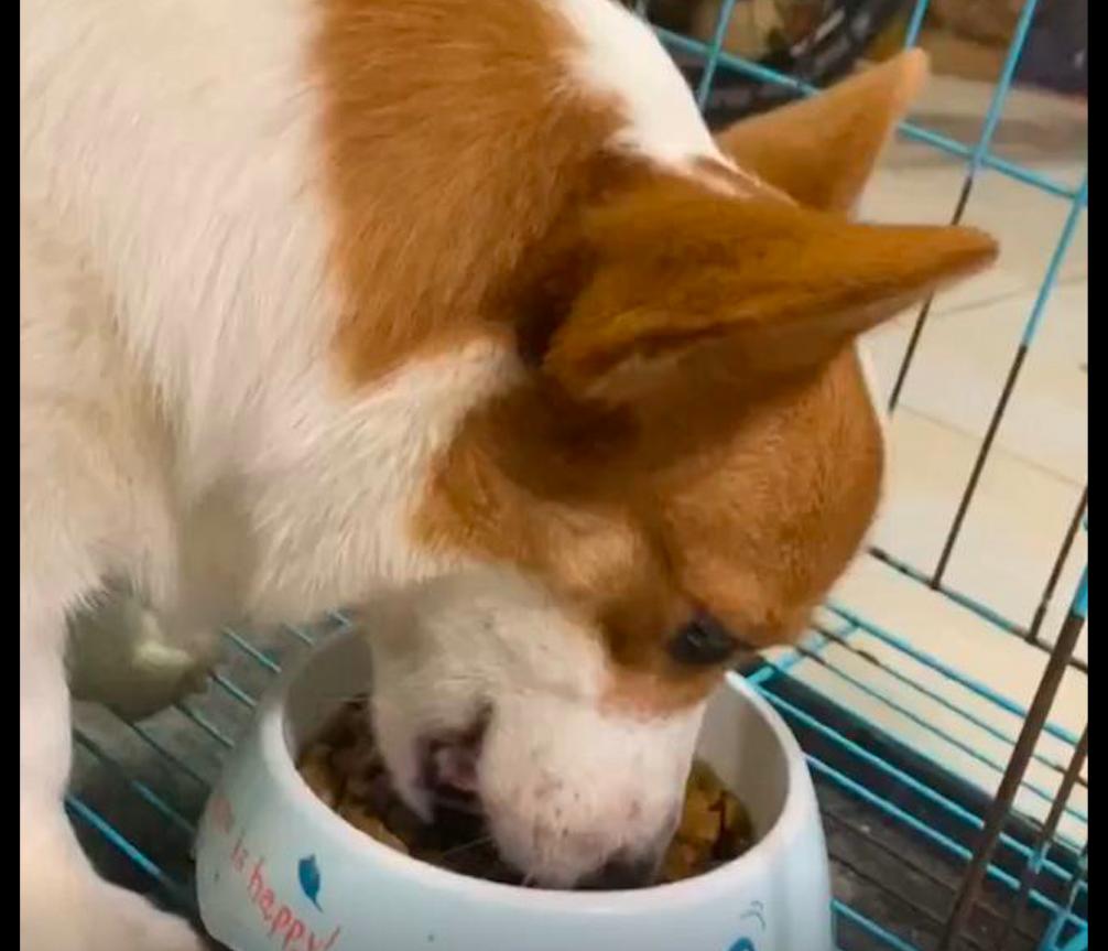 小体型狗狗挑食不吃狗粮怎么纠正,狗狗特别挑食不吃狗粮怎么办