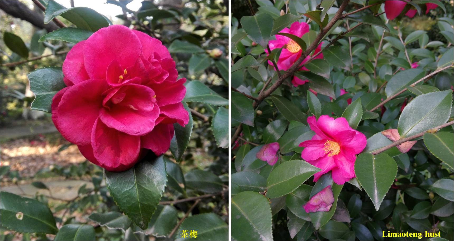 话说油茶树,山茶花油茶和茶梅的区别图片