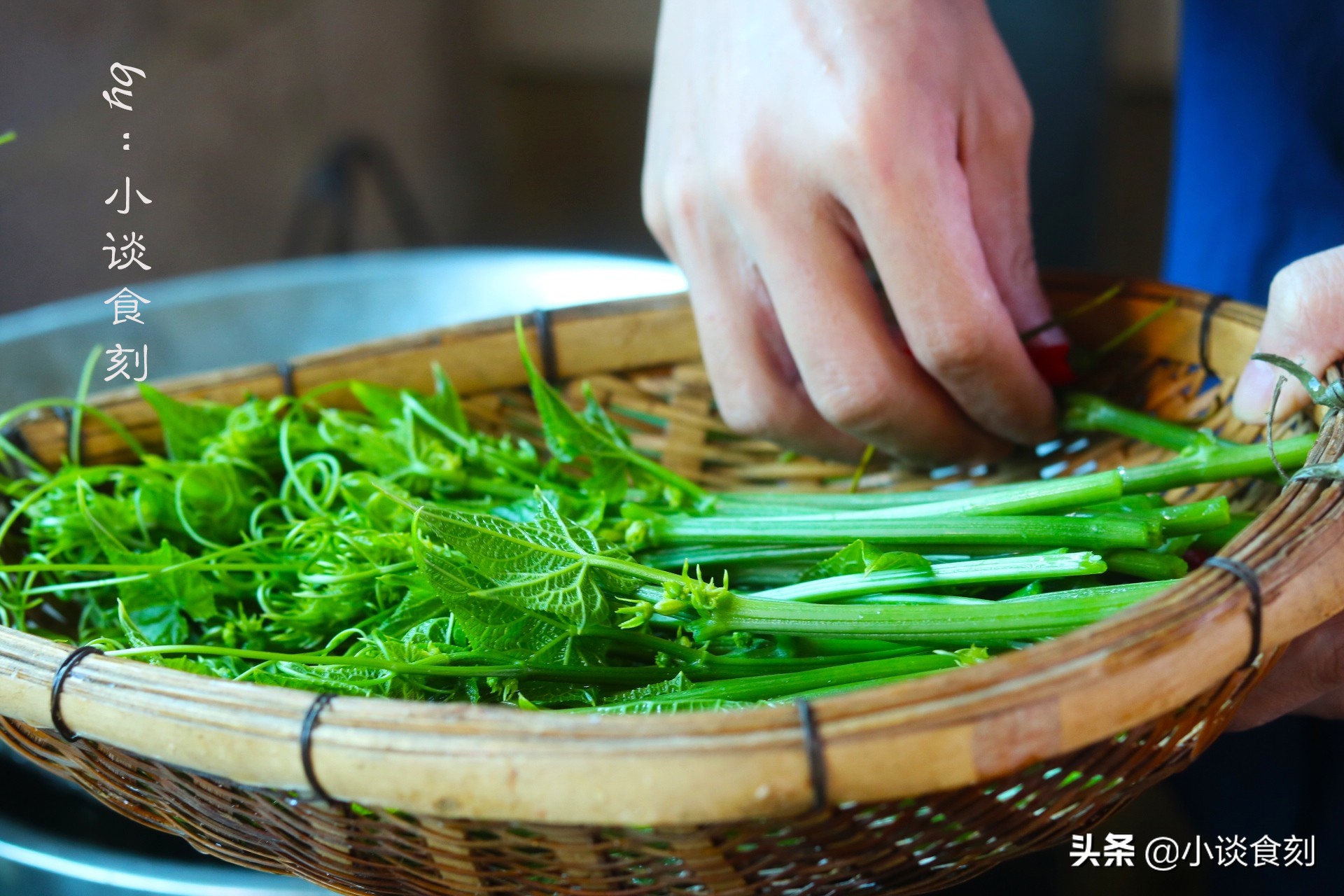 凉拌什么苗好吃又营养呢,什么菜苗可以凉拌好吃