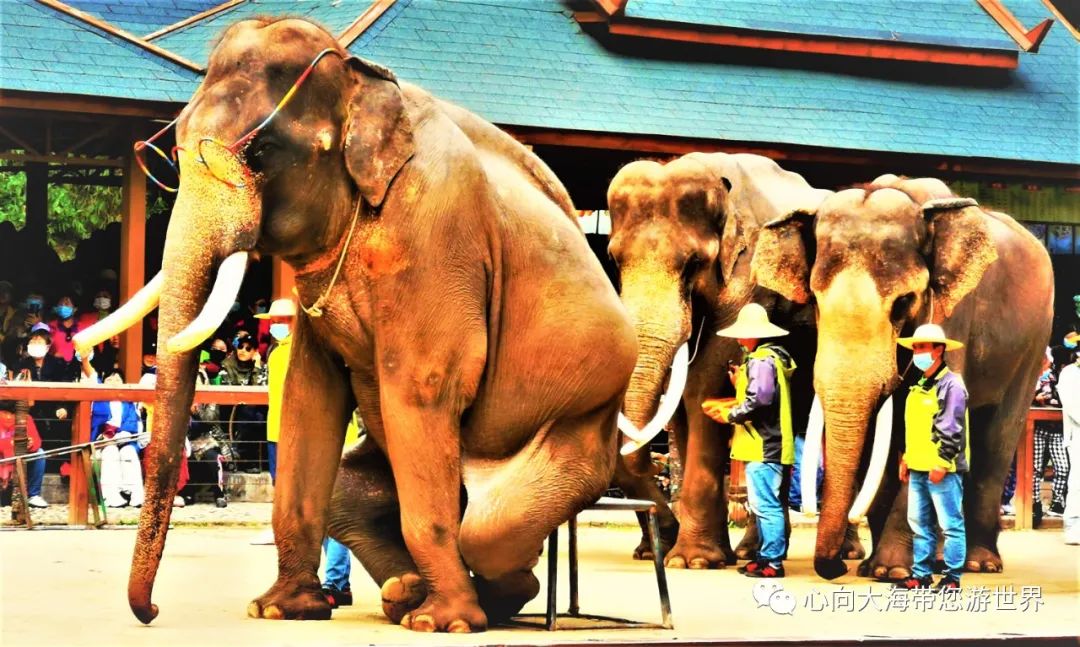 彩云之南版纳行,版纳之旅看大象