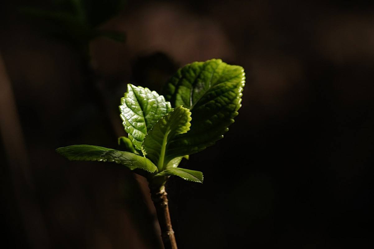 想让花开得漂亮用什么,绣球花开花少不缺阳光不缺肥