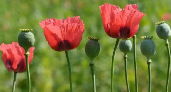 乡下老农如何种芋头南方,种植栗子技术要点有哪些