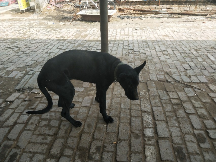 开封狗市抓狗视频,开封狗市拉布拉多和金毛的视频