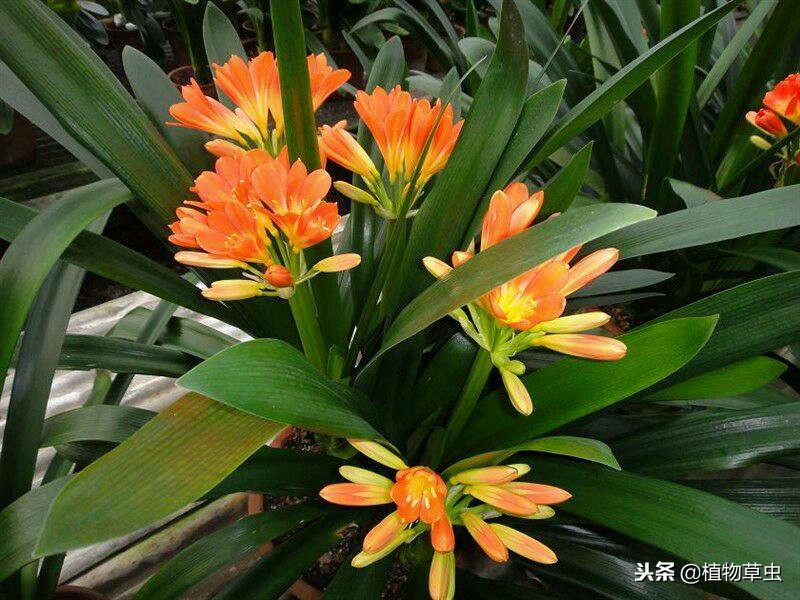 如何促进君子兰多分株,君子兰怎么分叶间苗