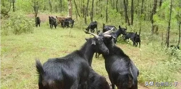 造成母羊流产的原因有哪些？第三点占大多数