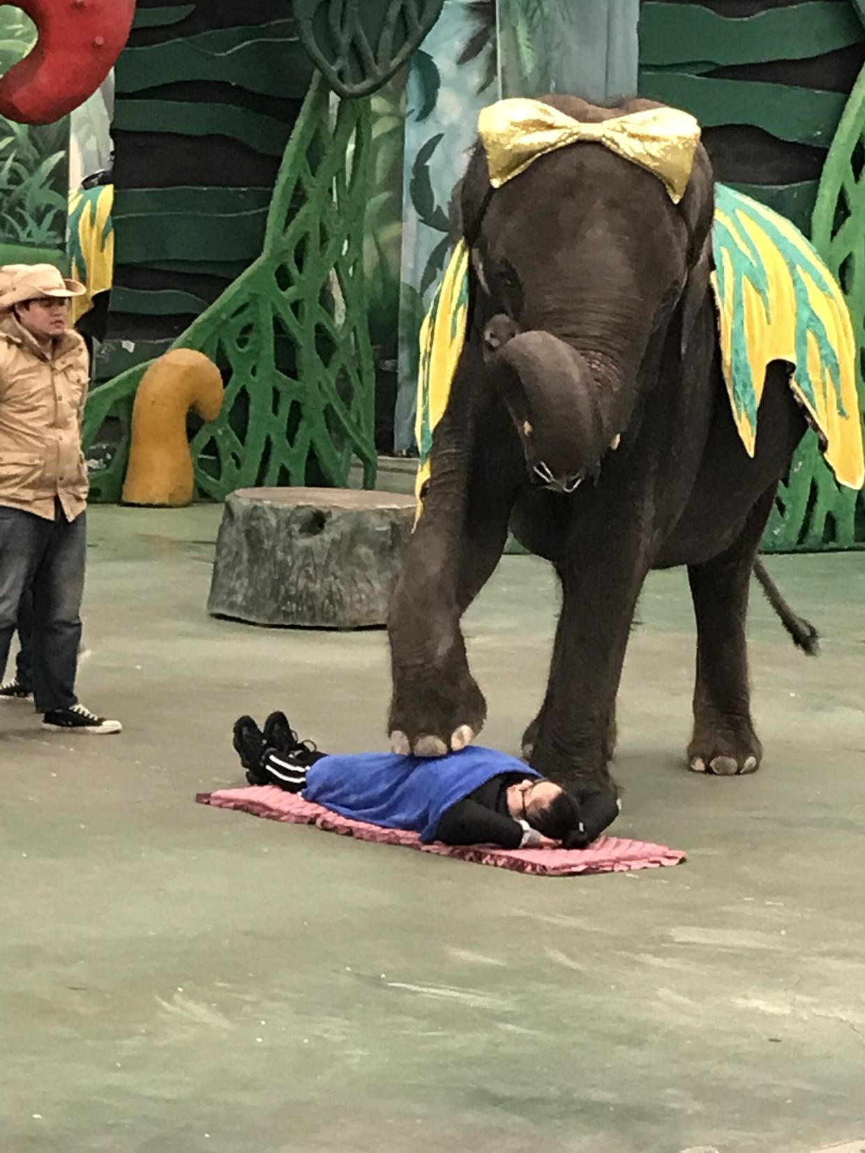 带着1米2以下的娃,如何玩转常州中华恐龙园,这份是最强旅游攻略