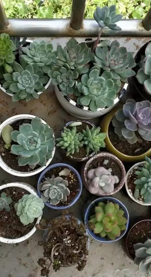 适合学生党养的多肉,适合大学宿舍长期养的多肉