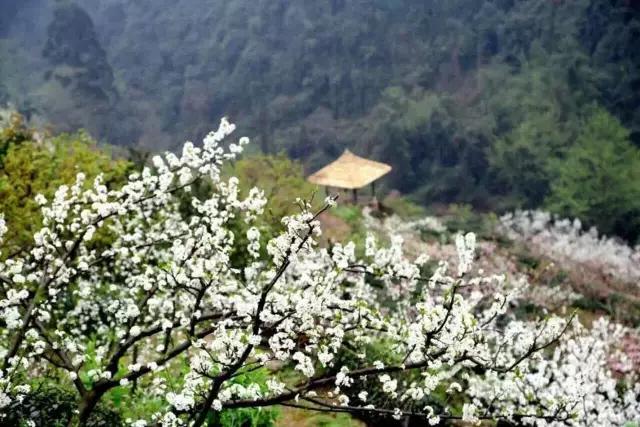 李子柒令人向往的世外桃源生活,李子柒记录的简单淳朴的田园生活