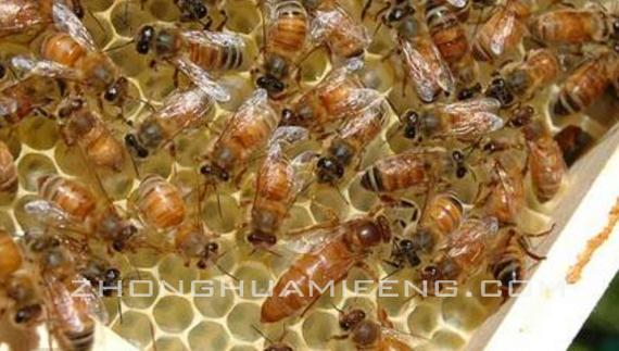 如何养蜜蜂新手,如何养蜜蜂才能快速出蜂蜜